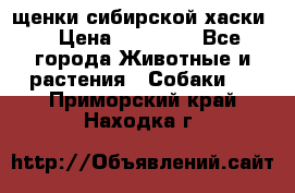 щенки сибирской хаски  › Цена ­ 10 000 - Все города Животные и растения » Собаки   . Приморский край,Находка г.